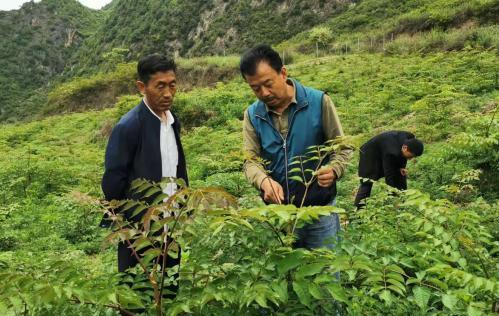 圖為張金利調研適合阿拉村種植的農作物，經過不斷改良技術後，產量大大提高。(資料圖)甘肅省水利廳供圖