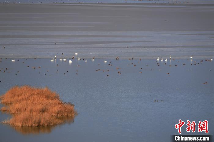 大天鵝飛抵柴達木盆地都蘭(lan) 湖國家濕地公園“越冬”