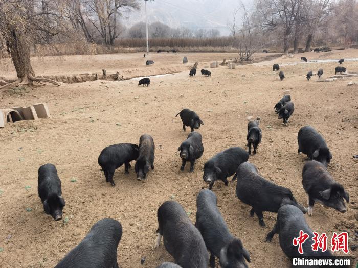 圖為(wei) 藏香豬。　祁增蓓 攝