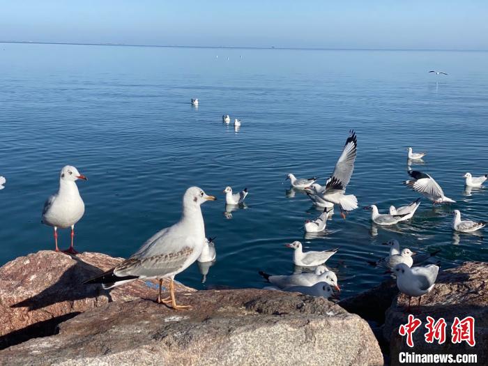 中國最大內陸鹹水湖生物多樣性保護成效顯現多物種數量明顯增加