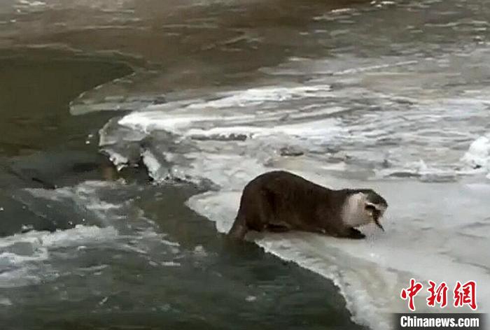 四川色達：首次拍到國家二級保護動物小爪水獺冰麵捕食