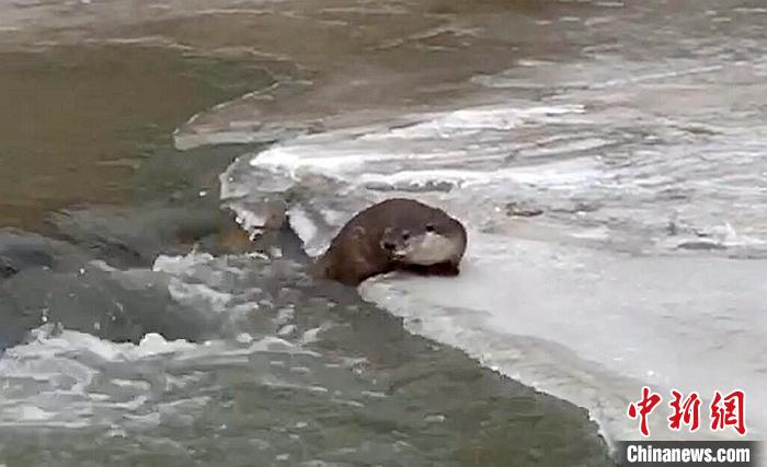 冰麵上的國家二級保護動物小爪水獺。視頻截圖