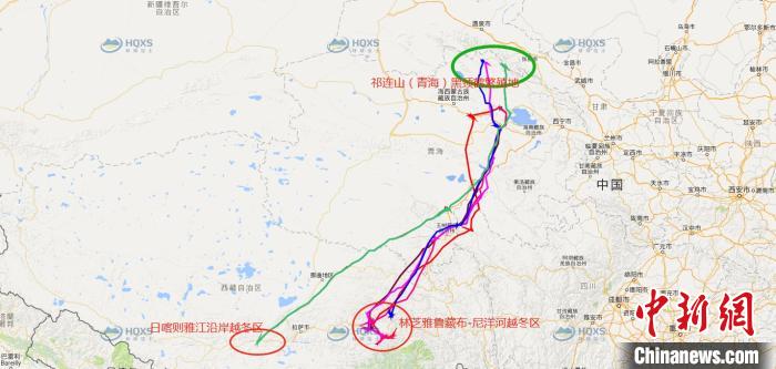 祁連山國家公園青海片區黑頸鶴種群遷徙研究取得豐(feng) 富成果