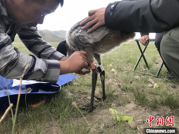 圖為(wei) 研究人員為(wei) 黑頸鶴佩戴GPS跟蹤設備。祁連山國家公園青海省管理局供圖