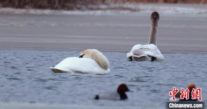 圖為(wei) 疣鼻天鵝水麵休憩。　青海國家公園觀鳥協會(hui) 供圖 攝