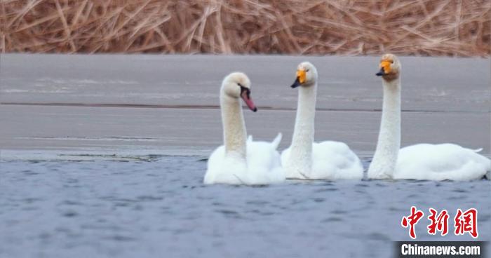 圖為(wei) 疣鼻天鵝與(yu) 大天鵝。　青海國家公園觀鳥協會(hui) 供圖 攝