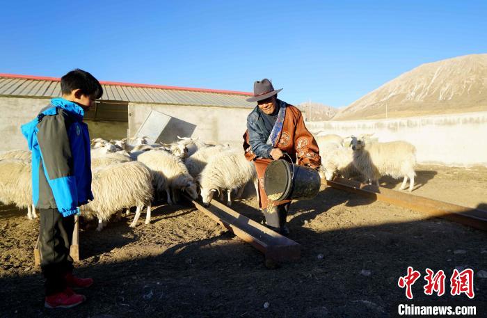 圖為(wei) 哇保和孫子正在喂羊。　才項什姐 攝