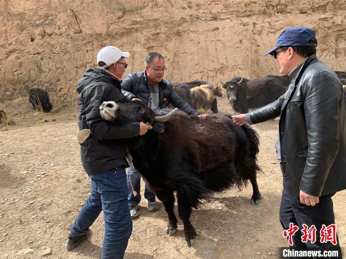 三江源頭“牛博士”：“投入性”養(yang) 殖造福牧民回饋草地