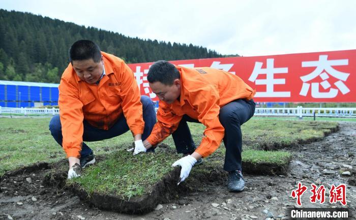 探訪久馬高速原生態植被恢複試驗基地：草甸回植助青藏高原生態保護