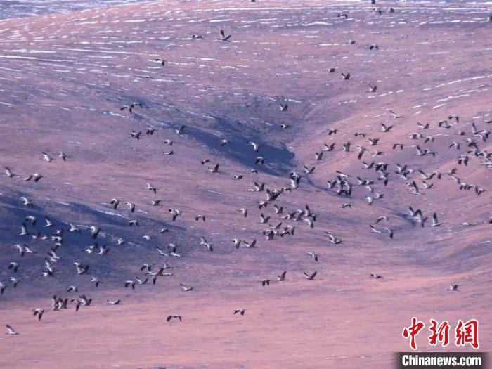 圖為(wei) 黑頸鶴翔集於(yu) 青海嘉塘草原上。　青海省玉樹藏族自治州稱多縣委宣傳(chuan) 部供圖