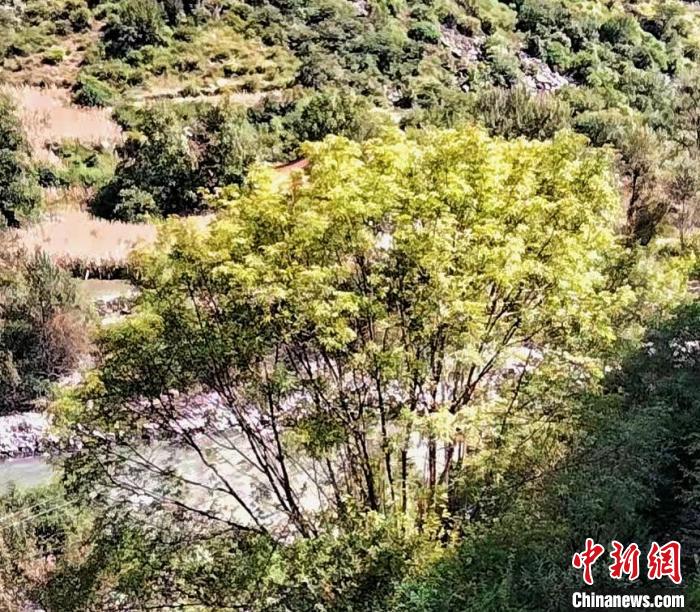 四川康定普沙絨境內(nei) 發現珍稀瀕危植物五小葉槭