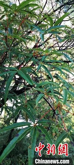 被稱為(wei) 植物界“大熊貓”的五小葉槭植物。　康定市委宣傳(chuan) 部供圖