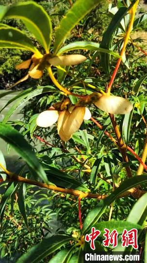 康定沙絨鄉(xiang) 境內(nei) 發現的五小葉槭植物。　康定市委宣傳(chuan) 部供圖