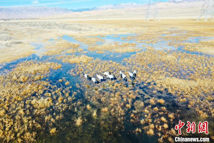 圖為(wei) 一群黑頸鶴在濕地中央行走。　卡美燕 攝