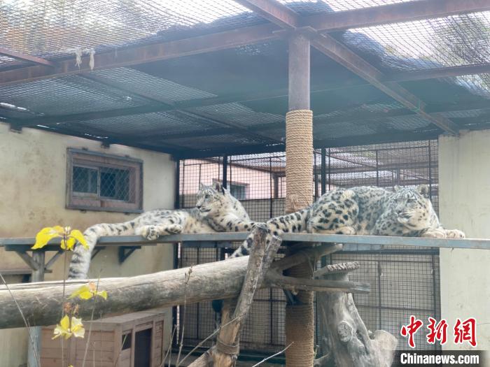 專(zhuan) 家提議建立青藏高原雪豹DNA條形碼加速雪豹保護