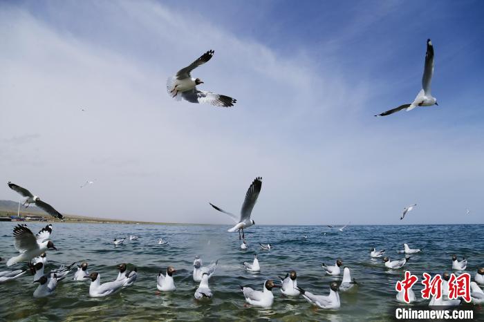 圖為(wei) 水鳥在青海湖飛翔。　馬銘言 攝