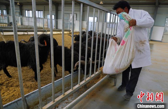 圖為(wei) 飼養(yang) 員給黑藏羊喂食。　馬銘言 攝