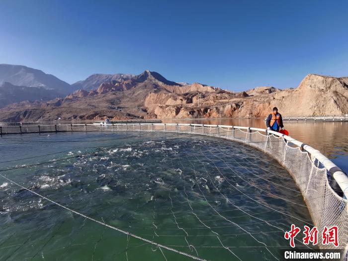 青海高原藏鄉(xiang) ：黃河“牧場”裏的打漁郎