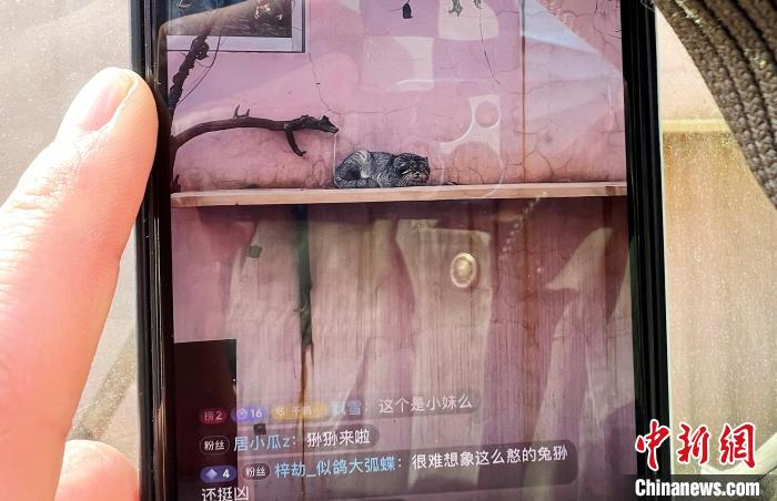 圖為(wei) 雪豹“奶爸”史壽軍(jun) 正在直播。　馬銘言 攝