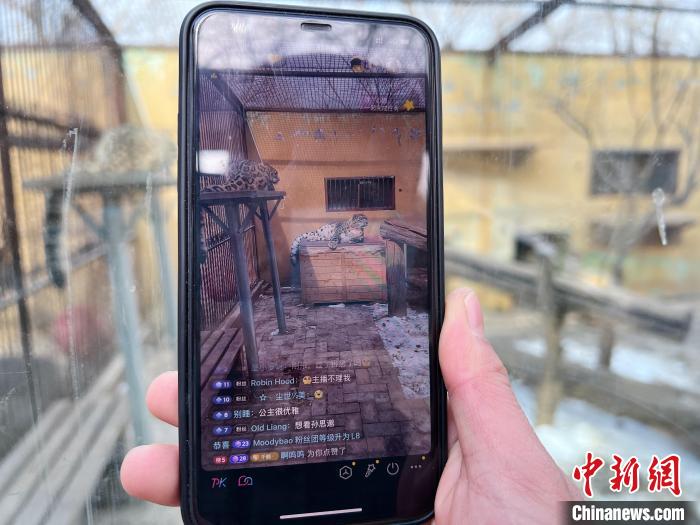 圖為(wei) 雪豹“奶爸”史壽軍(jun) 正在直播。　馬銘言 攝