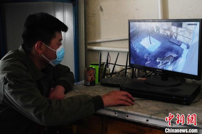 圖為(wei) 雪豹“奶爸”史壽軍(jun) 通過監控察看雪豹情況。　馬銘言 攝