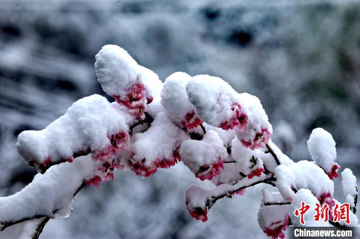 四川丹巴：春雪後的“美人穀”如仙境