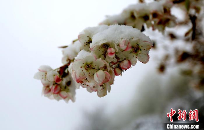 花兒(er) 被冰雪覆蓋。　李永安 　攝
