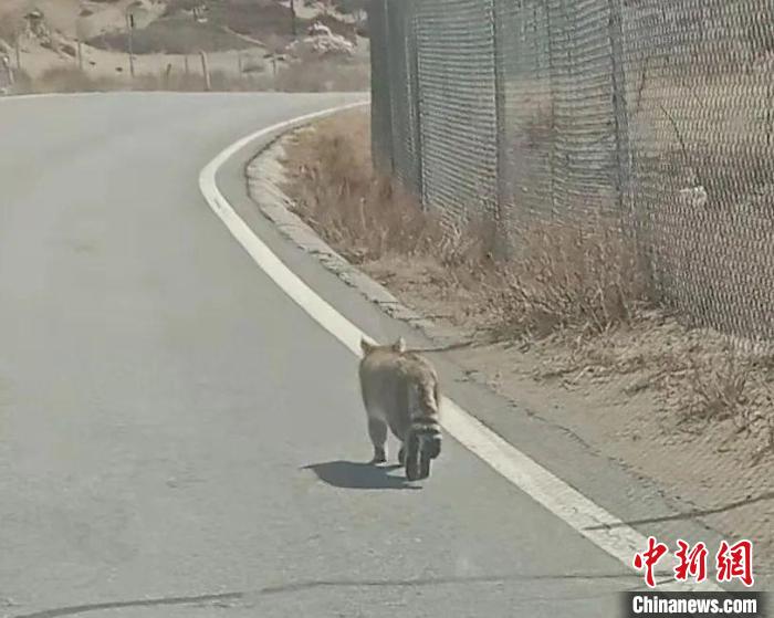 青海湖湖東(dong) 地區首次發現荒漠貓