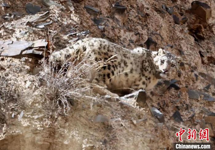 祁連山國家公園兩隻科研雪豹獲得新名字