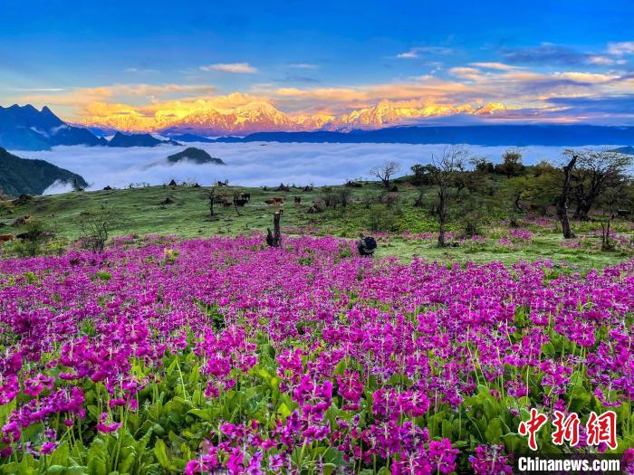 春天的牛背山花海。　遊蓉萍 攝