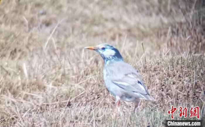灰椋鳥成為(wei) 青海湖鳥類新成員