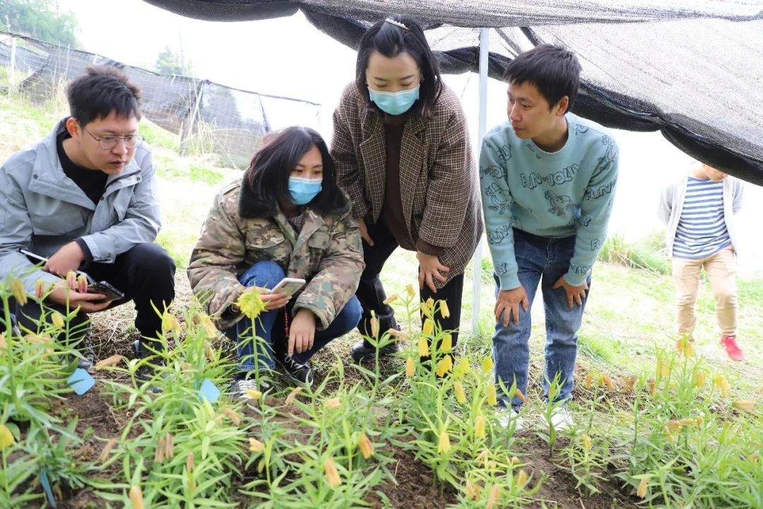 彭州對口支援工作組隊項目組查看瓦布貝母種植情況。彭州市宣傳(chuan) 部供圖