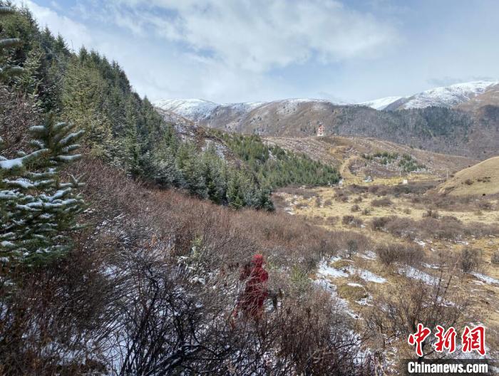 四川壤塘：六旬老人義(yi) 務植樹32年給荒山披上“綠衣”