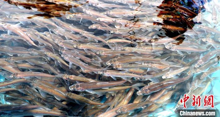 “中華水塔”連續19年增殖放流珍稀魚類維係高原水體(ti) 生態