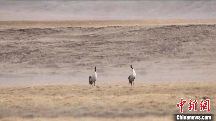“鳥類大熊貓”黑頸鶴群“落戶”祁連山木裏濕地