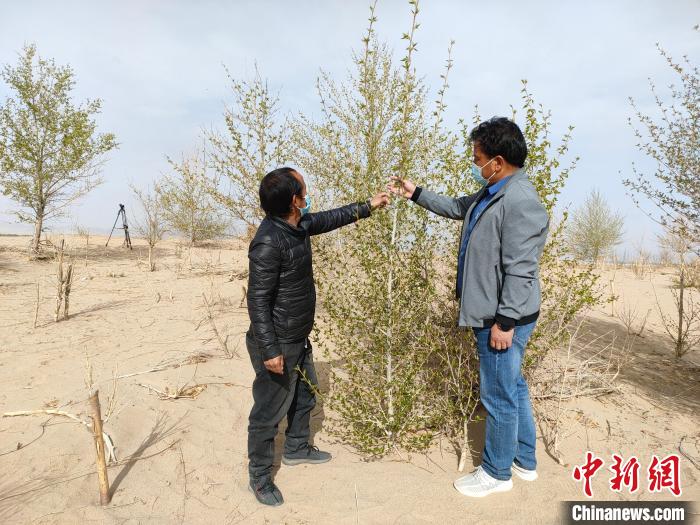 柴達木盆地的護林員：守護，隻為那一片綠