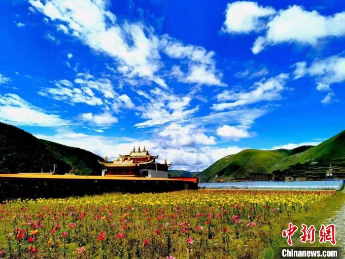 近百畝(mu) 百合花競相開放，景色誘人。　壤塘縣委宣傳(chuan) 部供圖