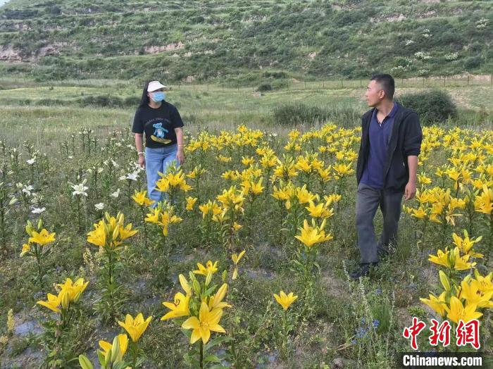 村民采摘百合花。　壤塘縣委宣傳(chuan) 部供圖