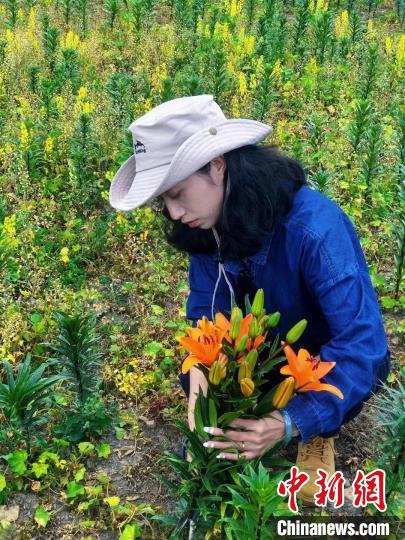 村民采摘百合花。　壤塘縣委宣傳(chuan) 部供圖