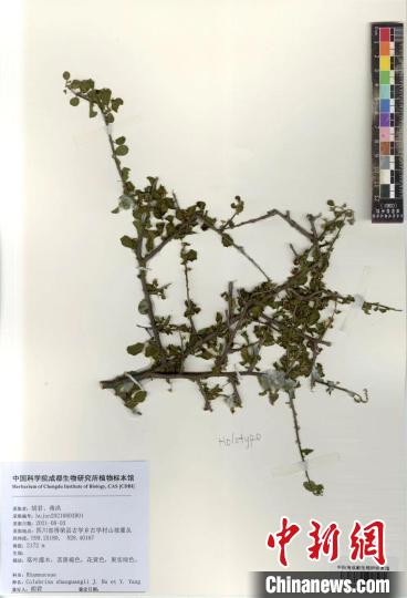 中國科研人員在橫斷山區發現植物新種旱穀蛇藤