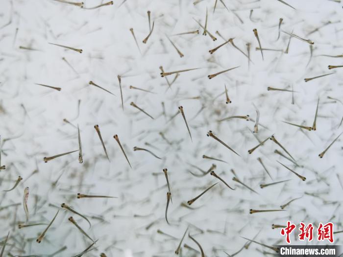 探訪青海湖湟魚“育嬰室”：“密集”育苗，體(ti) 重10克放流