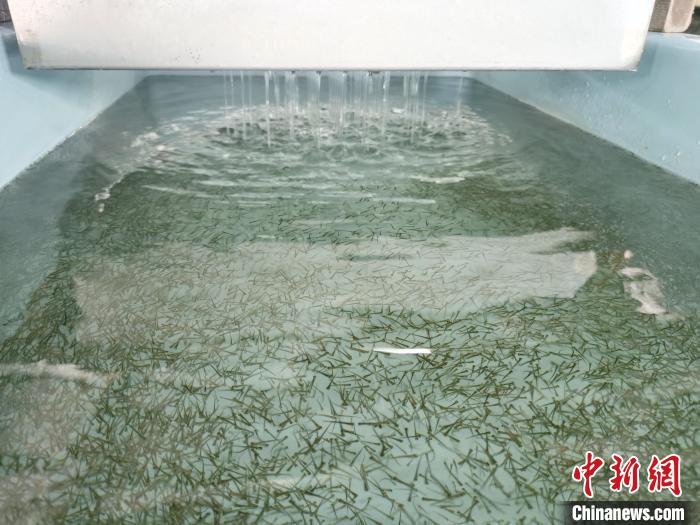 圖為(wei) 正在育苗。　張添福 攝