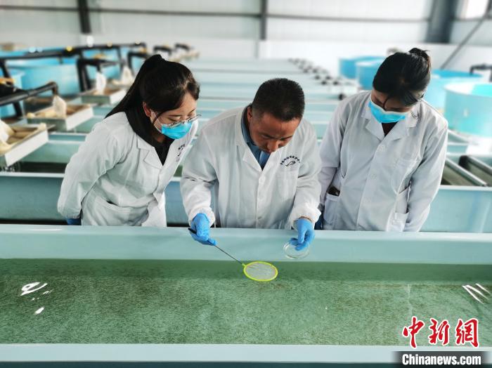 圖為(wei) 工作人員檢查魚苗。　張添福 攝