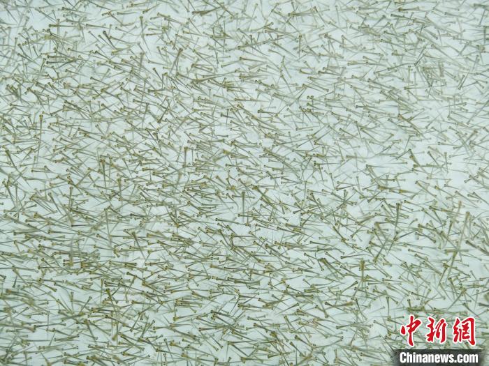 圖為(wei) 密集培育的魚苗。　張添福 攝