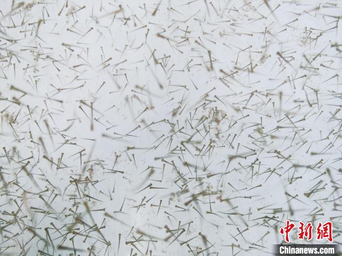 圖為(wei) 魚苗。　張添福 攝