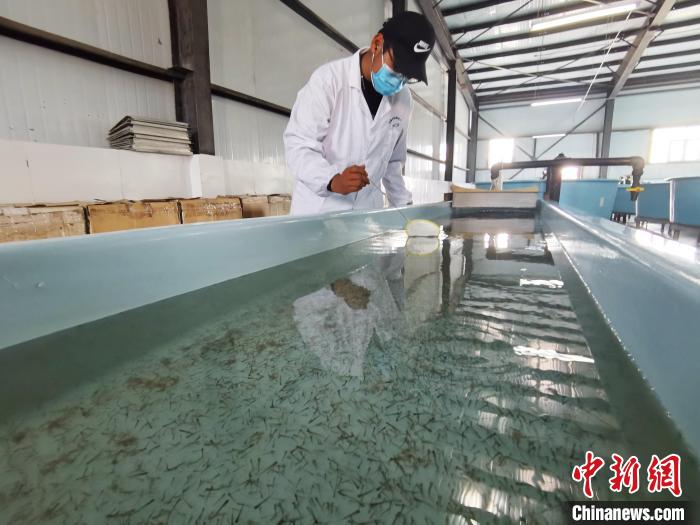 圖為(wei) 工作人員檢查魚苗。　張添福 攝
