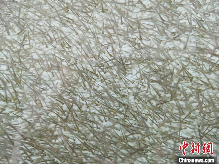 圖為(wei) 密集分布的魚苗。　張添福 攝
