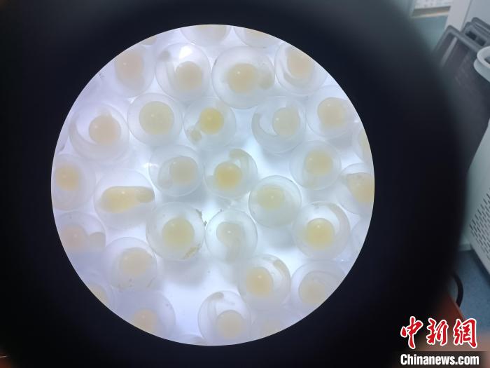 圖為(wei) 顯微鏡下的魚卵。　青海湖裸鯉救護中心 供圖
