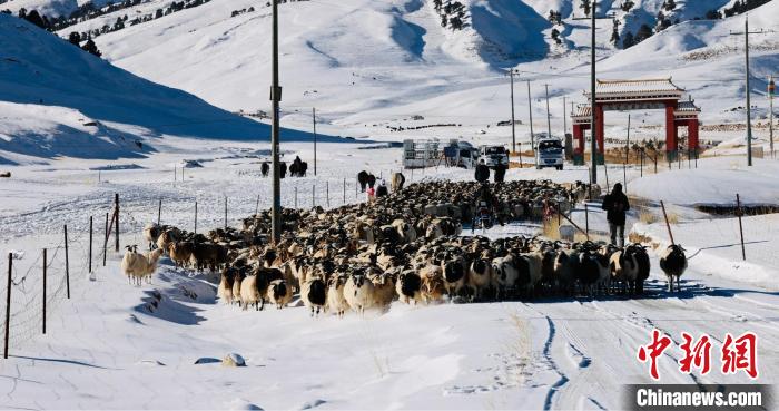 圖為(wei) 村民在雪地上放牧。　都蘭(lan) 縣融媒體(ti) 中心供圖