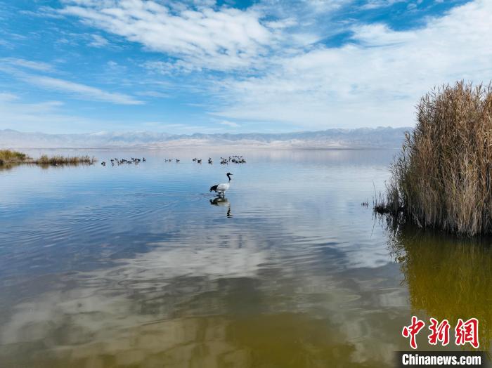 圖為(wei) 黑頸鶴在湖中行走。　巴格生 攝